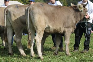 151009ViehschauSarnen 105